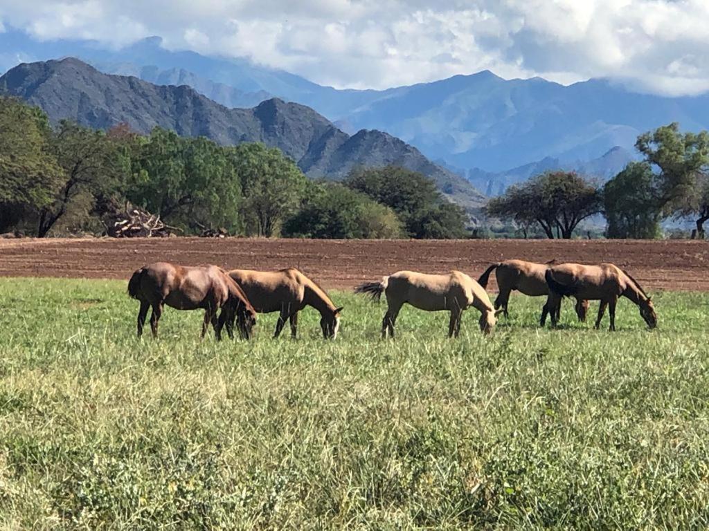 Estancia Banda Grande - Horse & Hiking Safaris Molinos Exterior foto